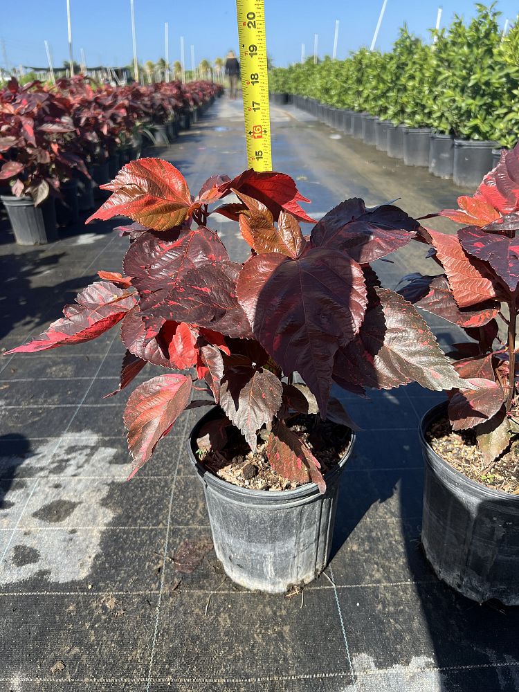 acalypha-copperleaf-jacob-s-coat