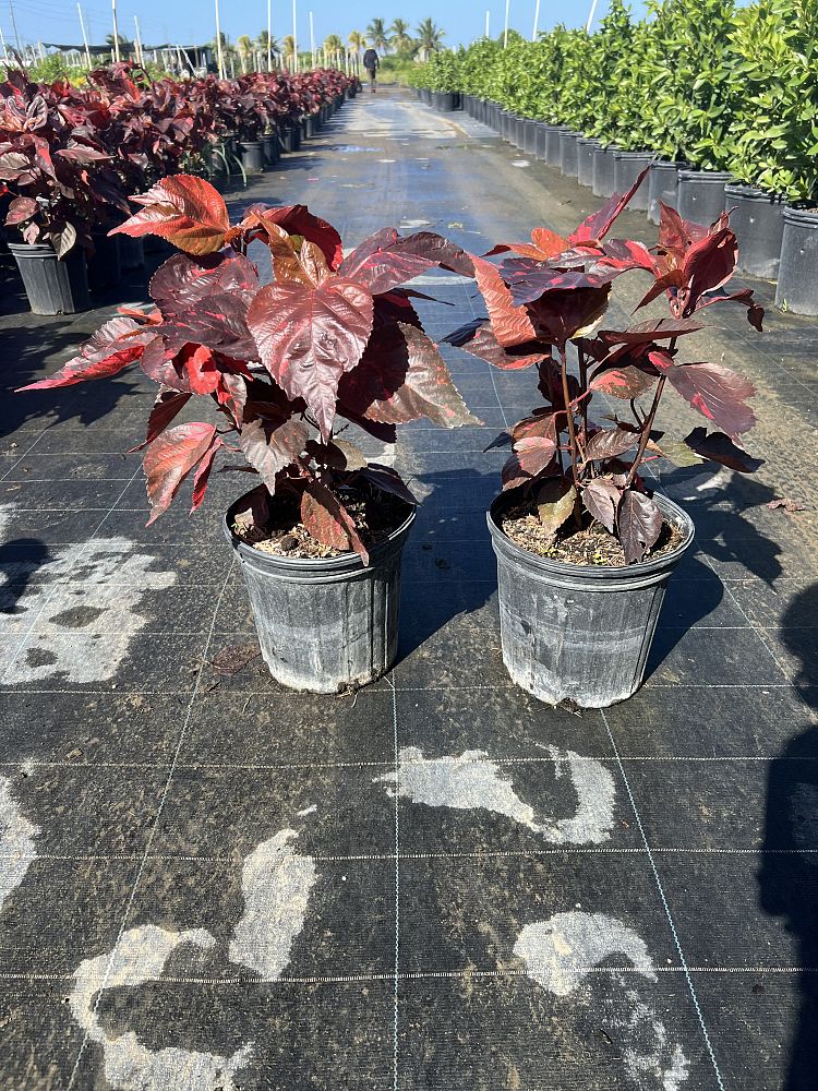 acalypha-copperleaf-jacob-s-coat