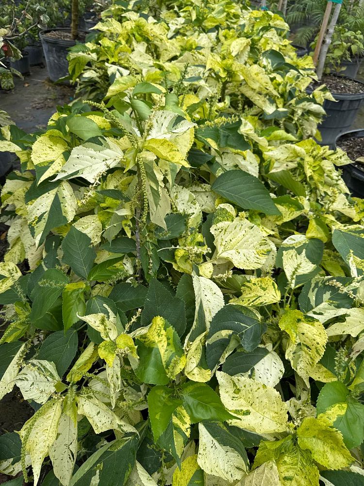 acalypha-copperleaf-jacob-s-coat