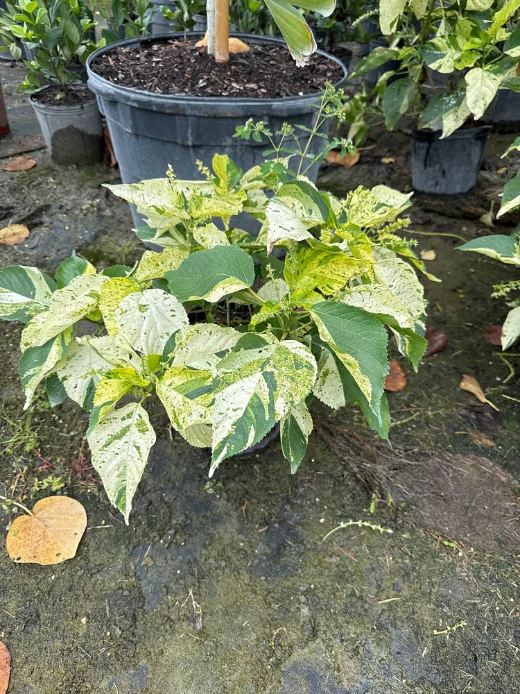 acalypha-copperleaf-jacob-s-coat