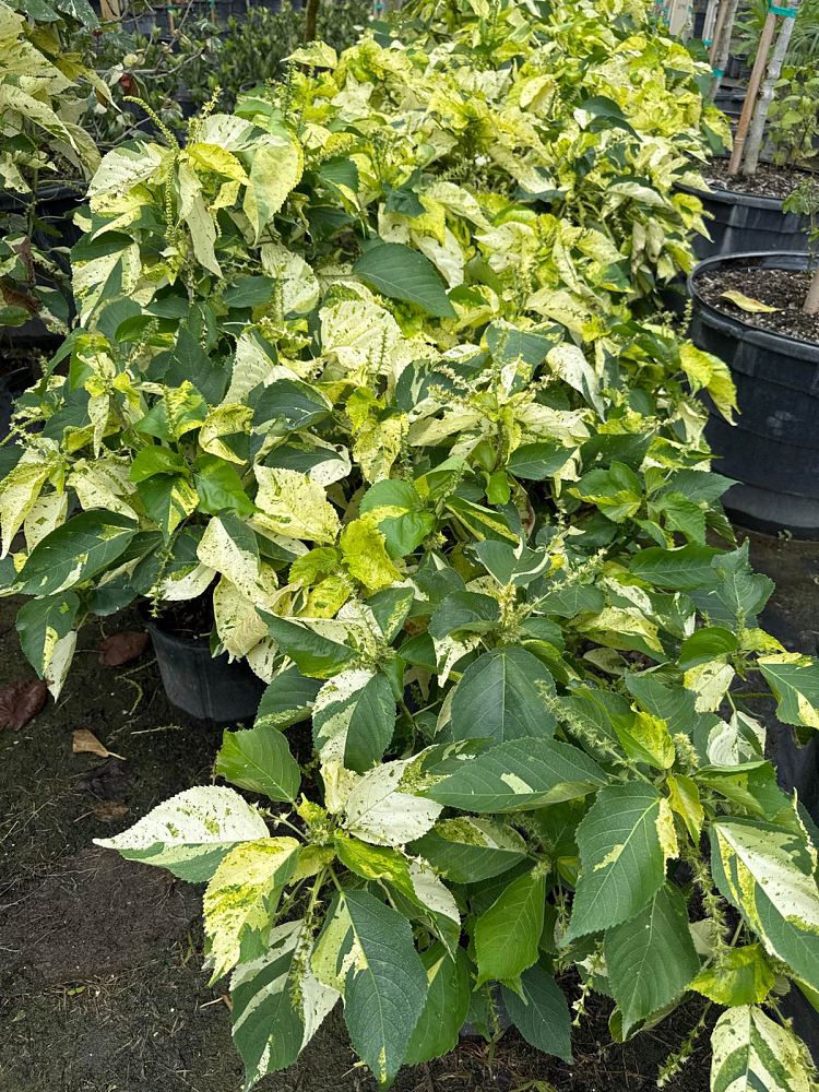 acalypha-copperleaf-jacob-s-coat