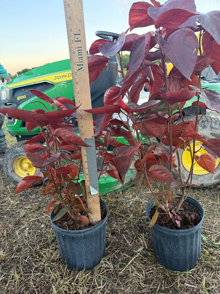 acalypha-copperleaf-jacob-s-coat