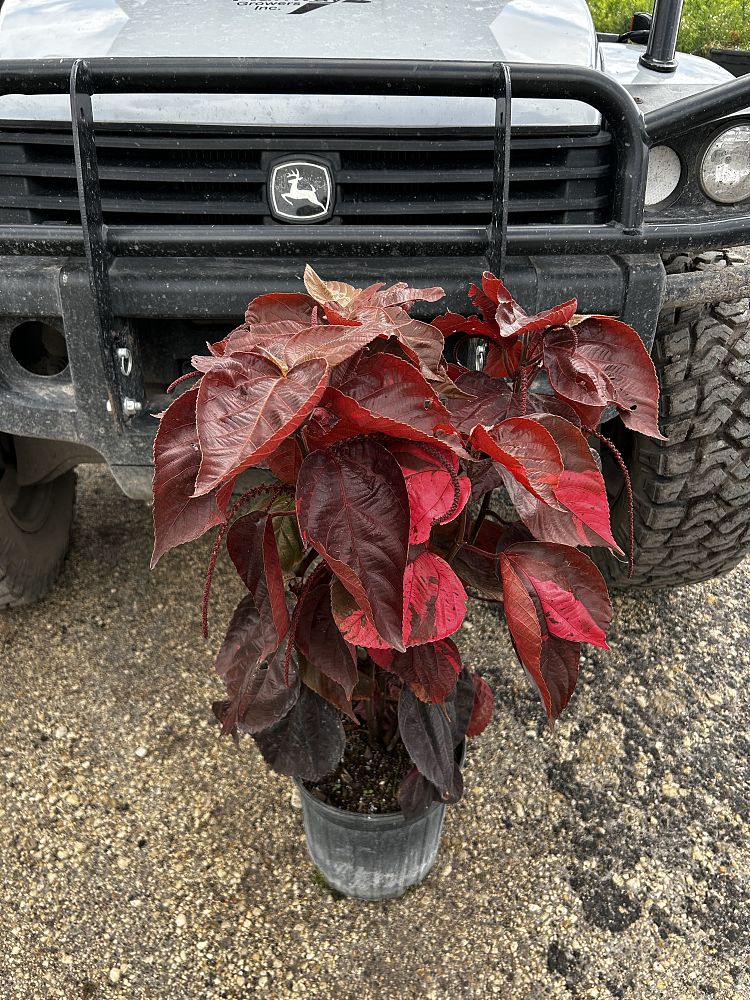 acalypha-godseffiana-inferno-copperleaf-jacob-s-coat-copper-leaf