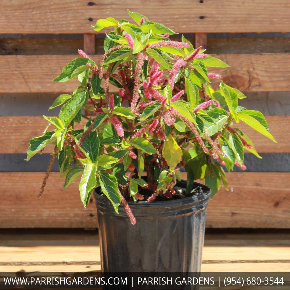 acalypha-hispida-chenille-plant