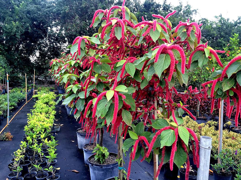acalypha-hispida-chenille-plant