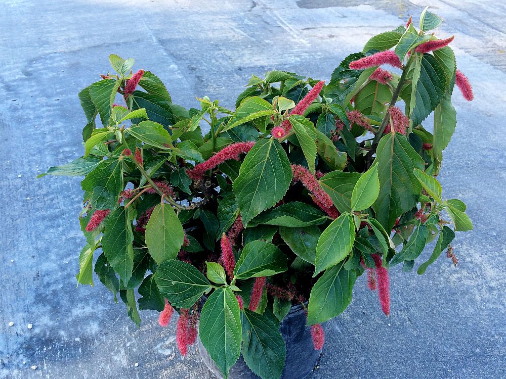 acalypha-hispida-chenille-plant