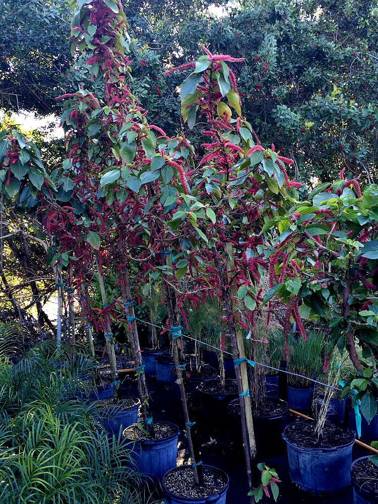 acalypha-hispida-chenille-plant