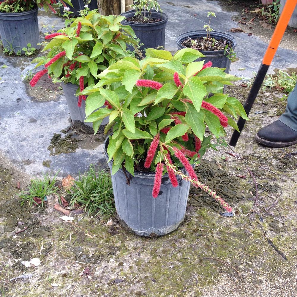 acalypha-hispida-chenille-plant