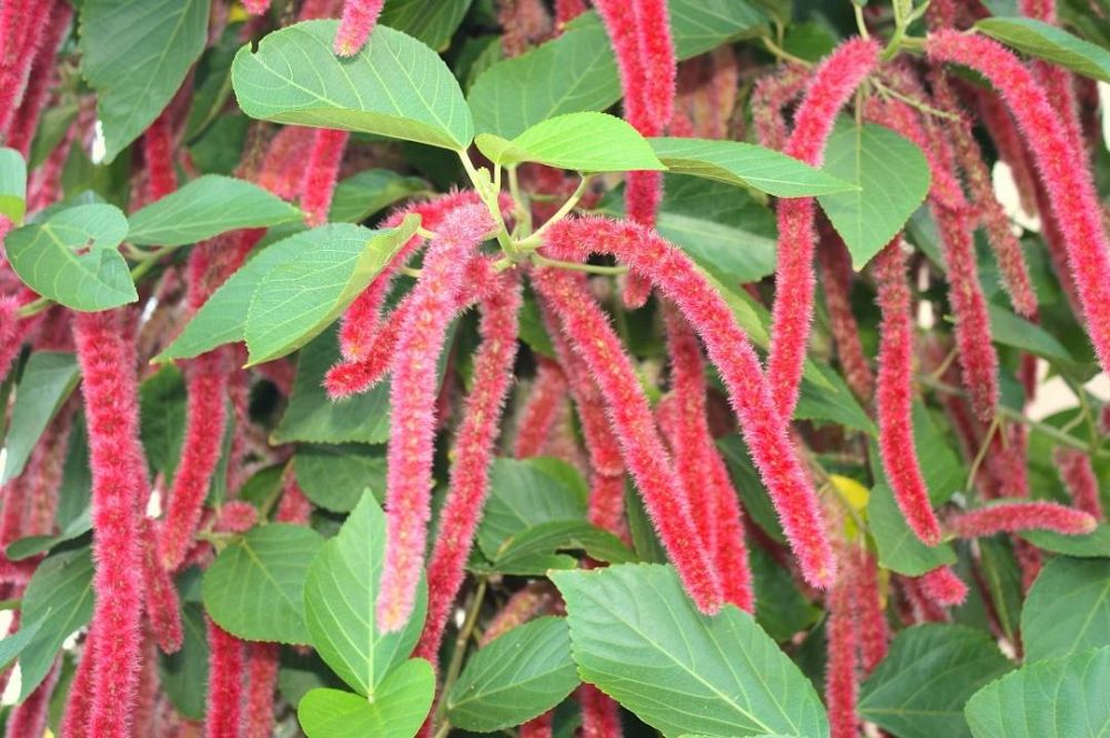 acalypha-hispida-chenille-plant