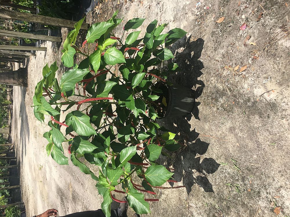 acalypha-hispida-chenille-plant