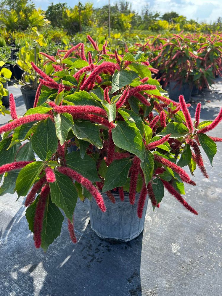 acalypha-hispida-chenille-plant