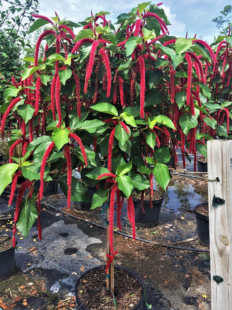 acalypha-hispida-chenille-plant