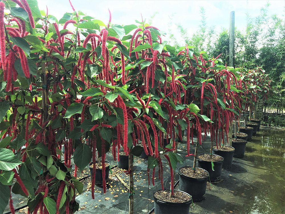 acalypha-hispida-chenille-plant