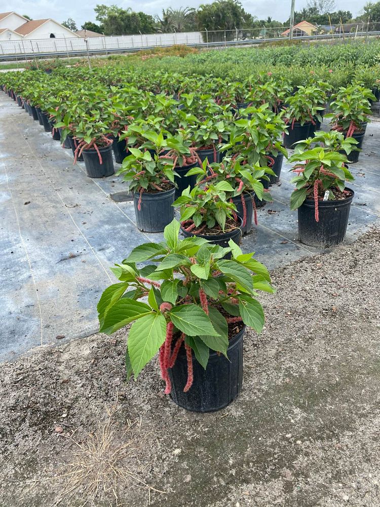 acalypha-hispida-chenille-plant