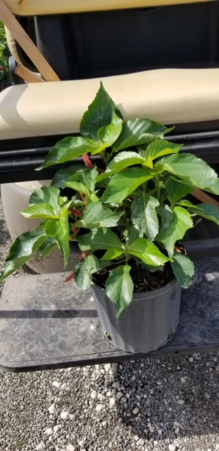 acalypha-hispida-chenille-plant