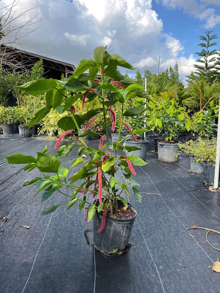 acalypha-hispida-chenille-plant