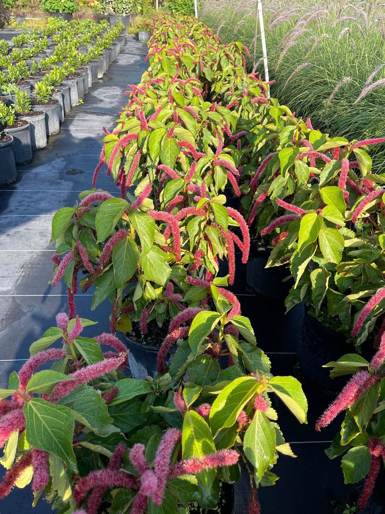 acalypha-hispida-chenille-plant