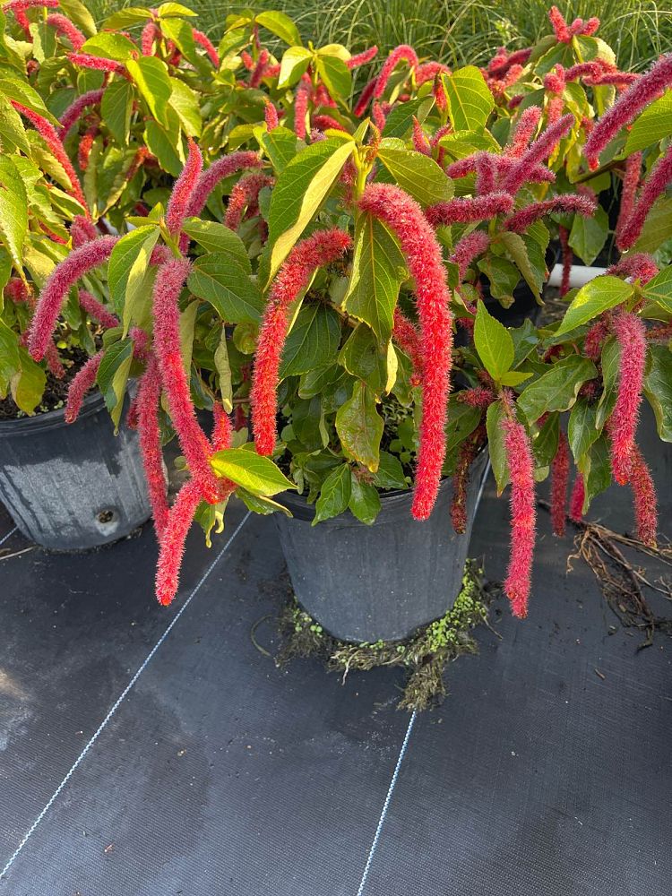 acalypha-hispida-chenille-plant