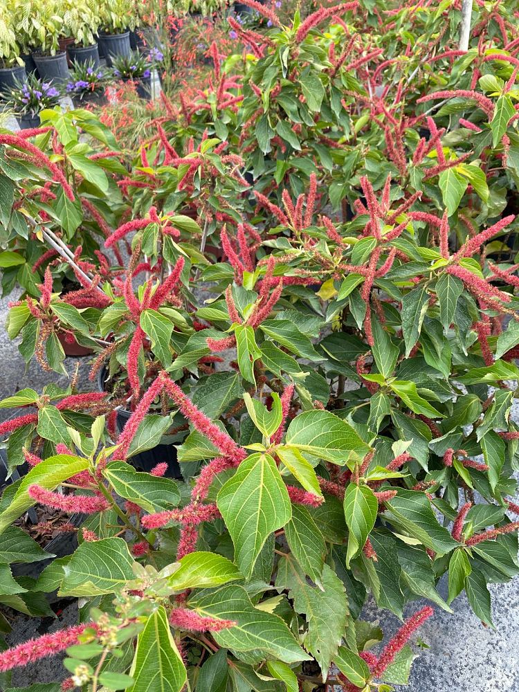 acalypha-hispida-chenille-plant