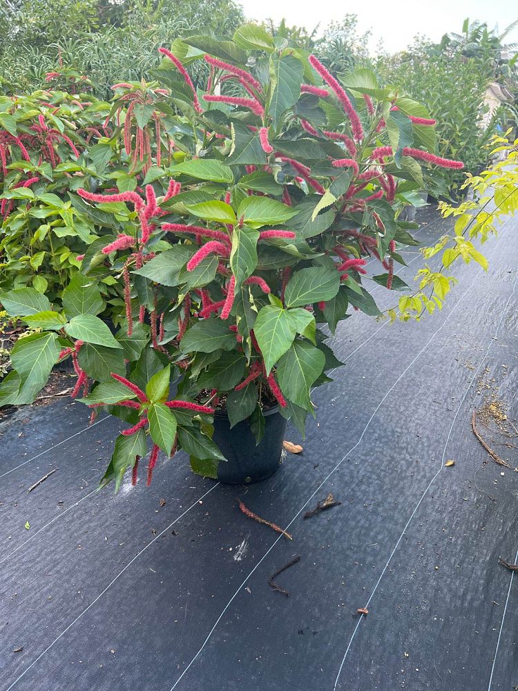 acalypha-hispida-chenille-plant