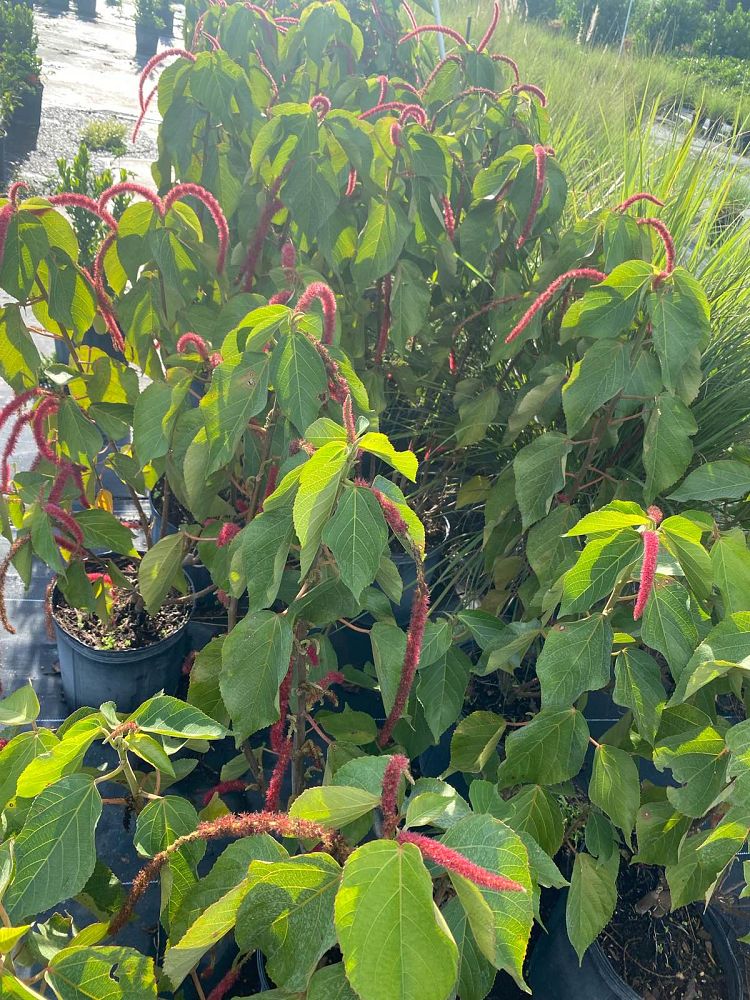 acalypha-hispida-chenille-plant