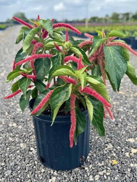acalypha-hispida-chenille-plant
