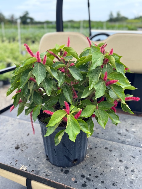 acalypha-hispida-chenille-plant