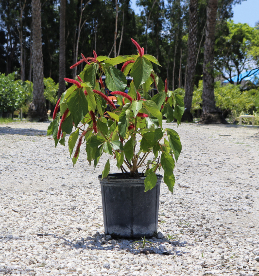 acalypha-hispida-chenille-plant
