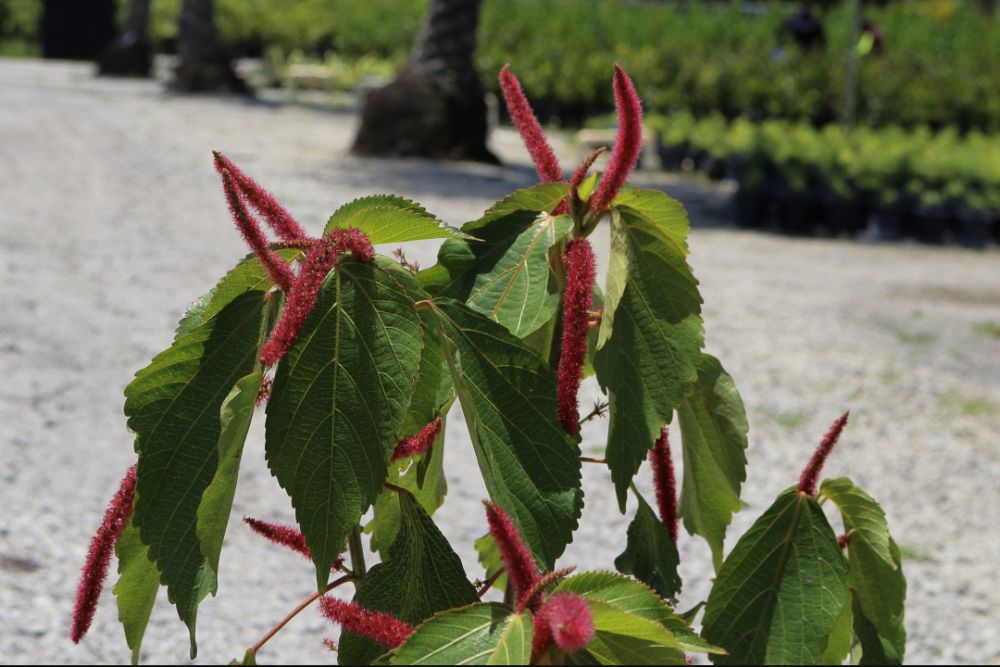 acalypha-hispida-chenille-plant