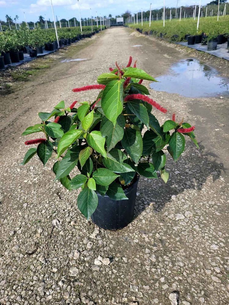 acalypha-hispida-chenille-plant