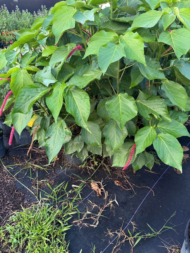 acalypha-hispida-chenille-plant