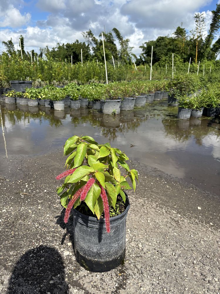 acalypha-hispida-chenille-plant