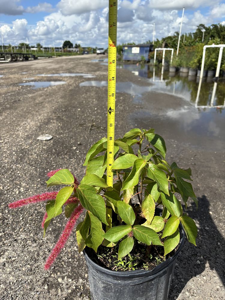 acalypha-hispida-chenille-plant