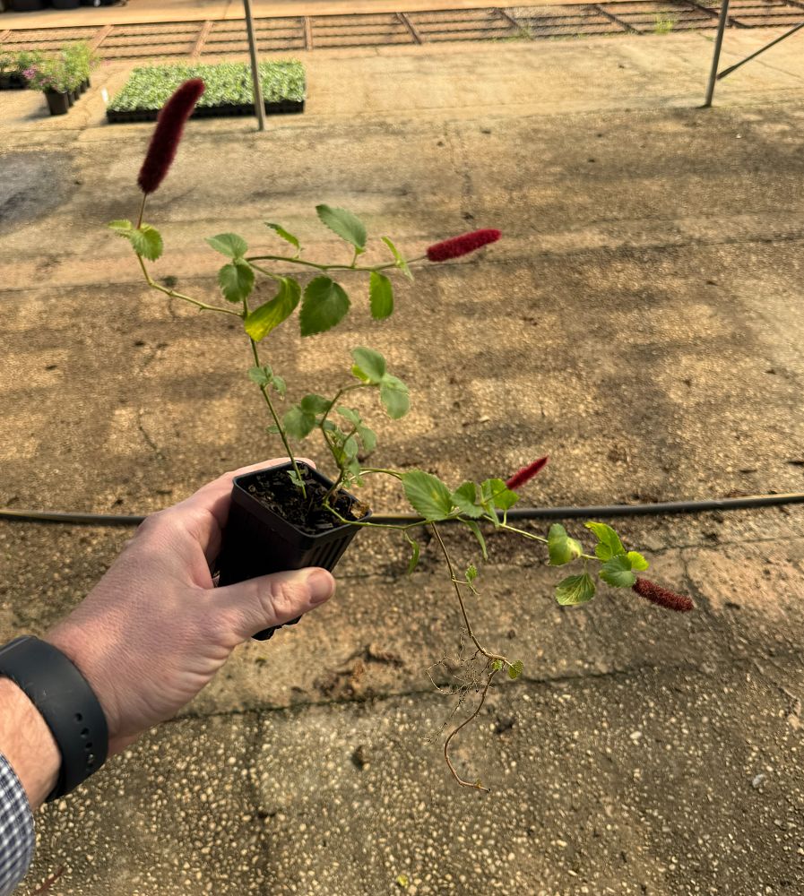 acalypha-hispida-chenille-plant