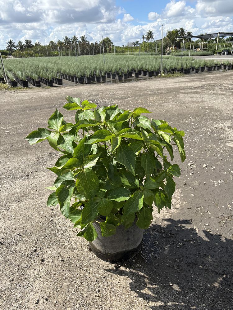 acalypha-hispida-chenille-plant