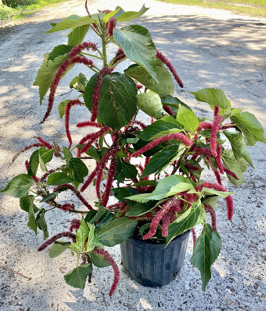acalypha-hispida-white-margined-red-hot-cattail-chenille-plant