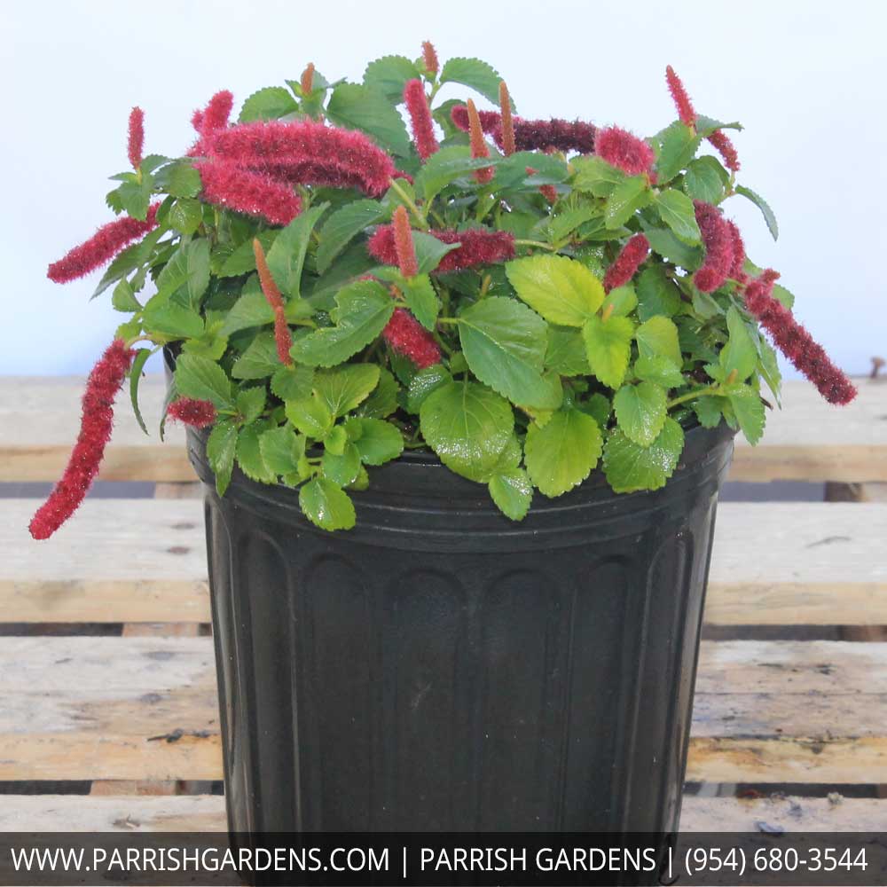 acalypha-pendula-dwarf-trailing-chenille-plant-firetail