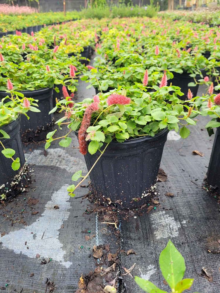 acalypha-pendula-dwarf-trailing-chenille-plant-firetail