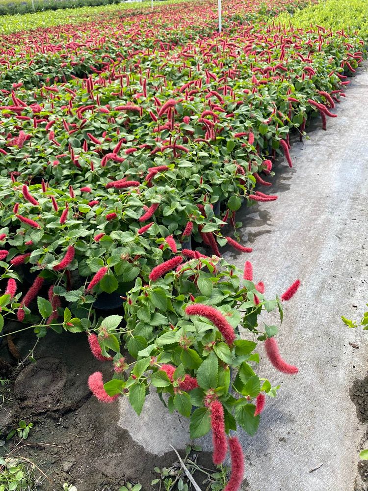 acalypha-pendula-dwarf-trailing-chenille-plant-firetail