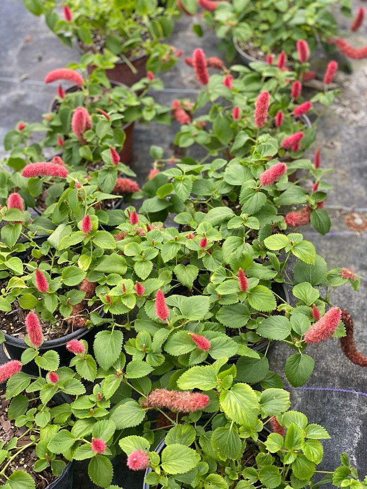 acalypha-pendula-dwarf-trailing-chenille-plant-firetail