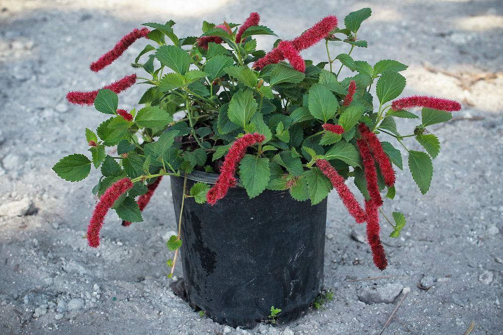 acalypha-pendula-dwarf-trailing-chenille-plant-firetail