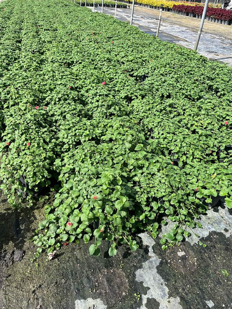 acalypha-pendula-dwarf-trailing-chenille-plant-firetail
