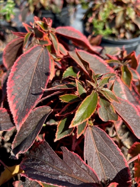acalypha-wilkesiana-blaze-copperleaf
