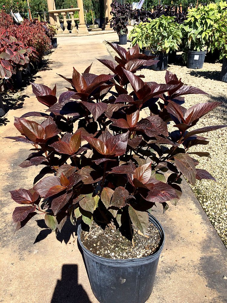 acalypha-wilkesiana-chocolate-copperleaf
