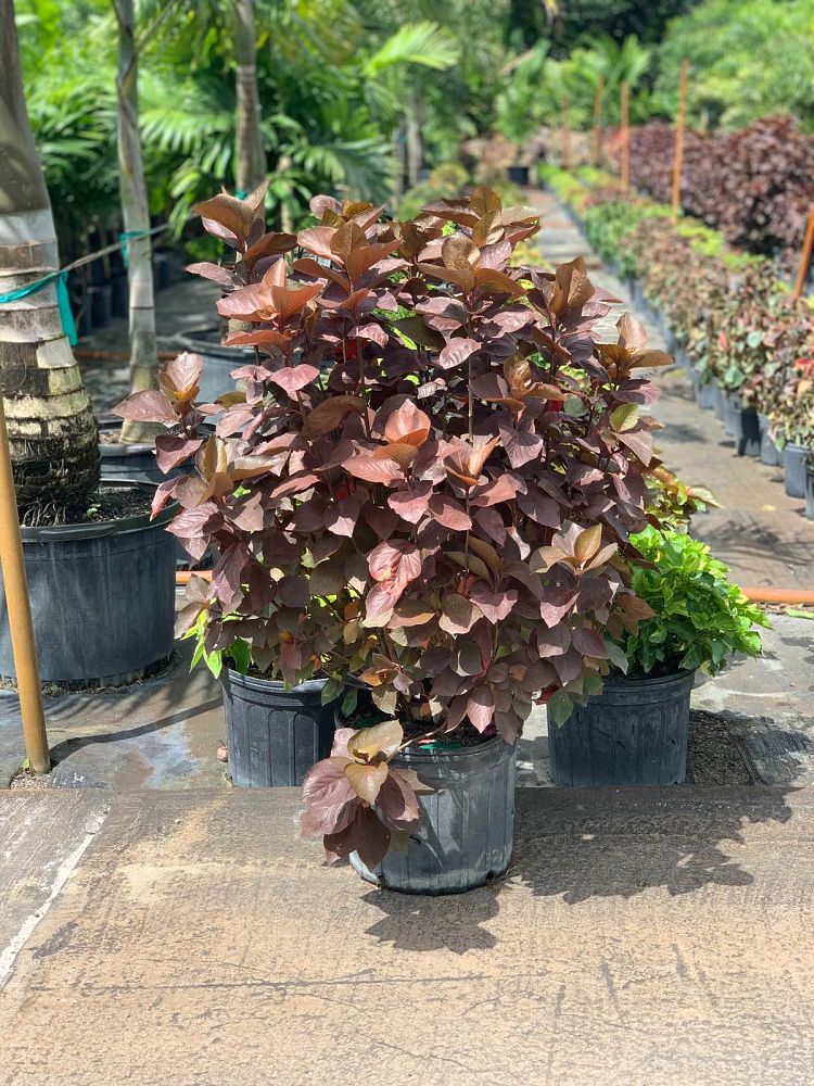 acalypha-wilkesiana-chocolate-copperleaf