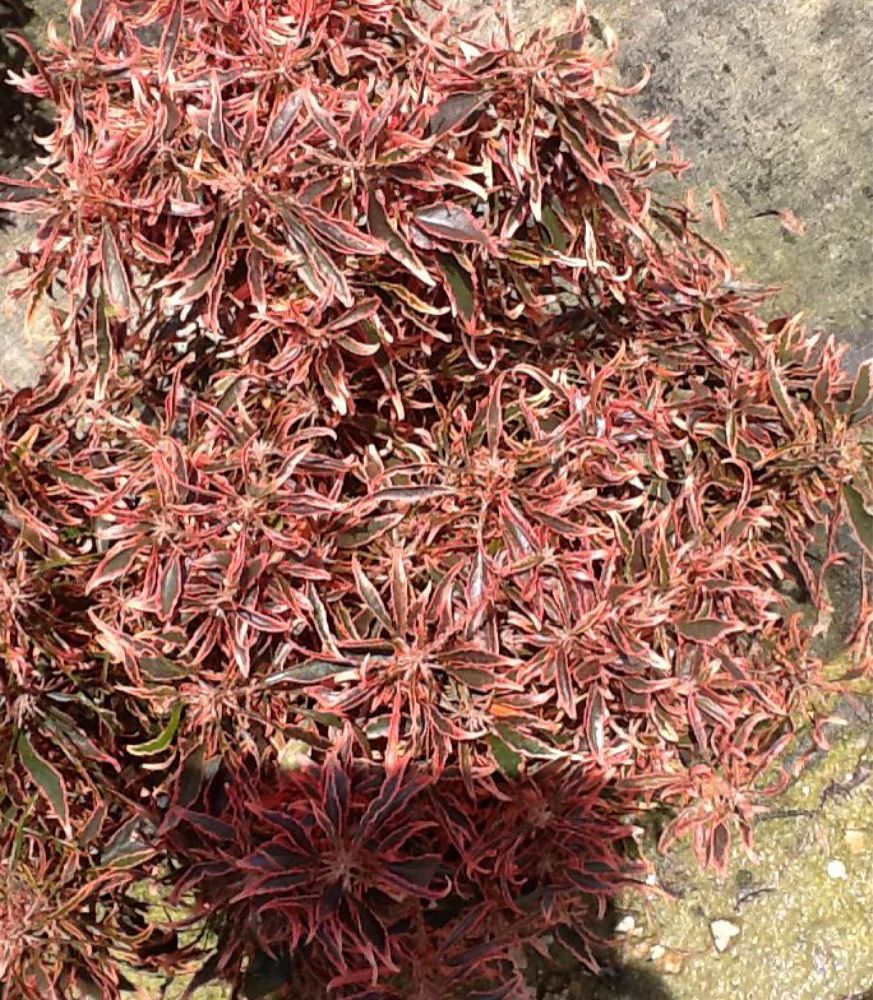 acalypha-wilkesiana-copperleaf