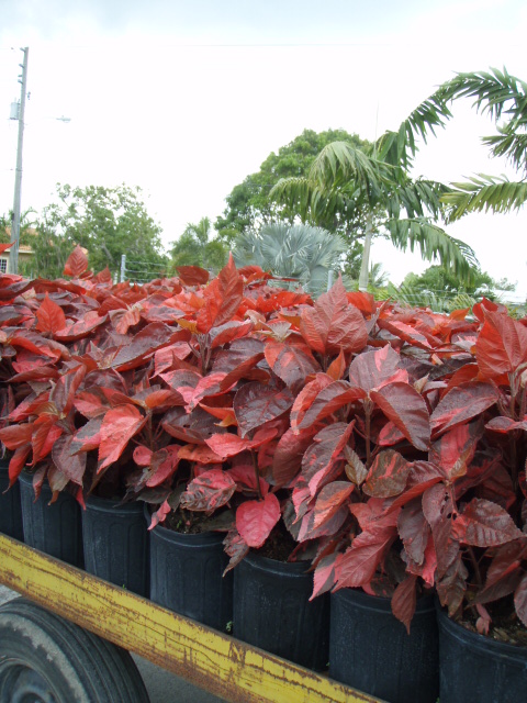 acalypha-wilkesiana-copperleaf