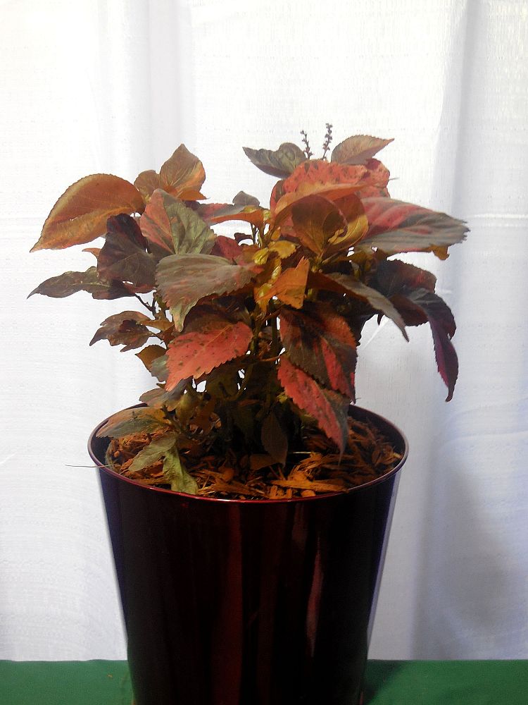 acalypha-wilkesiana-copperleaf