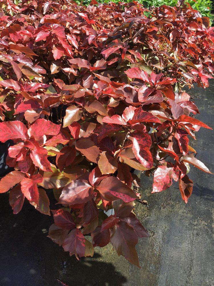 acalypha-wilkesiana-copperleaf
