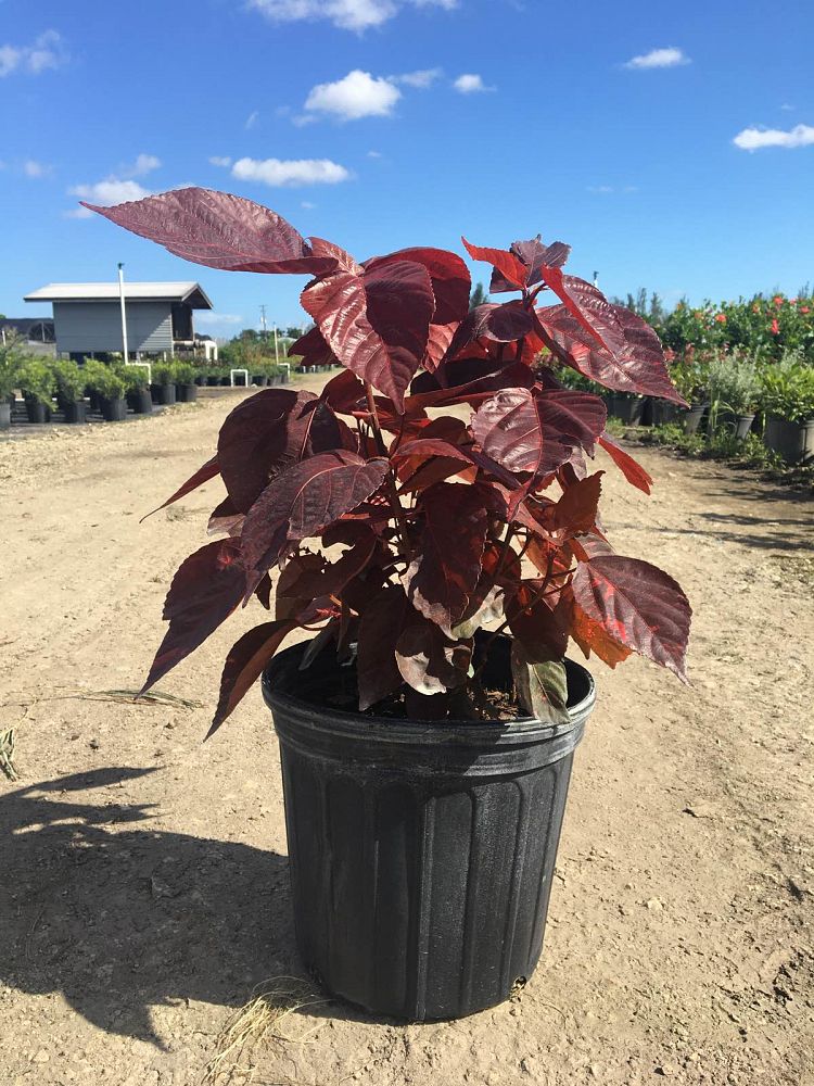 acalypha-wilkesiana-copperleaf